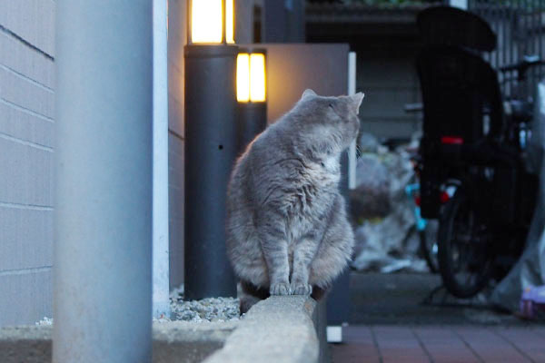 ゴミの量に驚くグリ