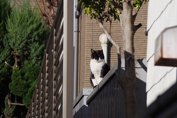 コテ物置上から見てた