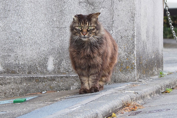 やって来たモフキジ