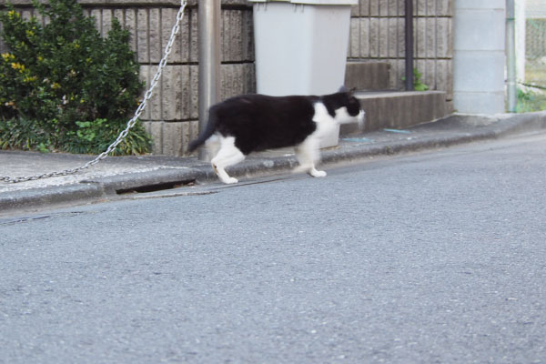 駆けだすマシュー