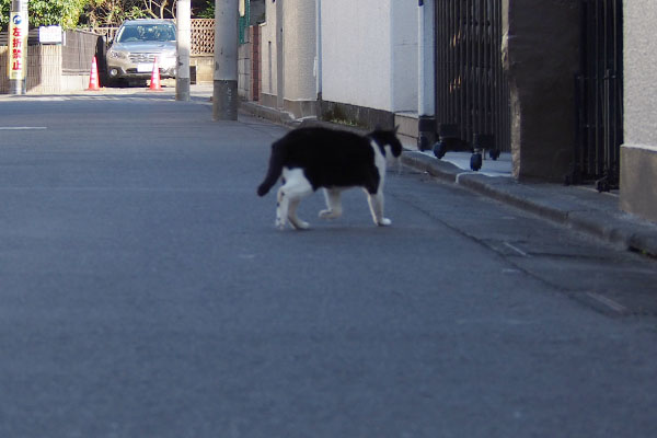 いつものお宅へマシュー