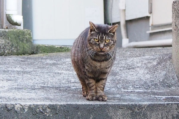 訴えがあるのかマール