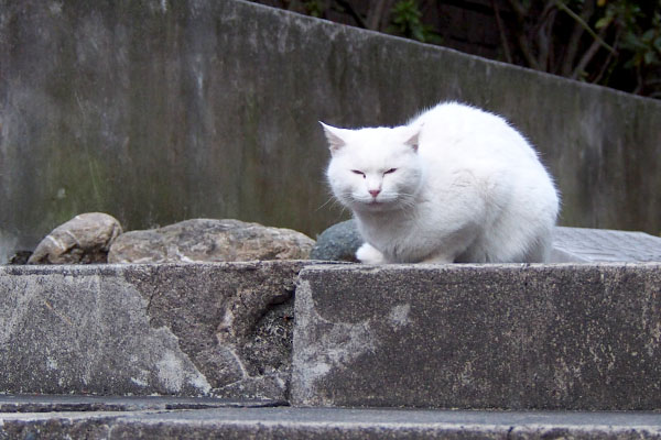 ハク銀ちゃんの左に