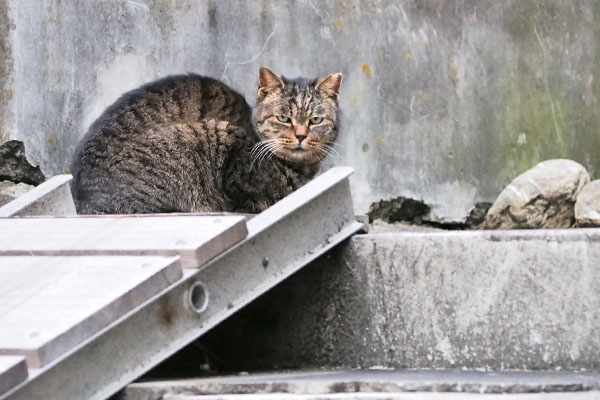 タビッツ銀ちゃんの左側に