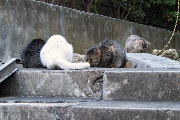 ４猫　タビゾンヌ参加
