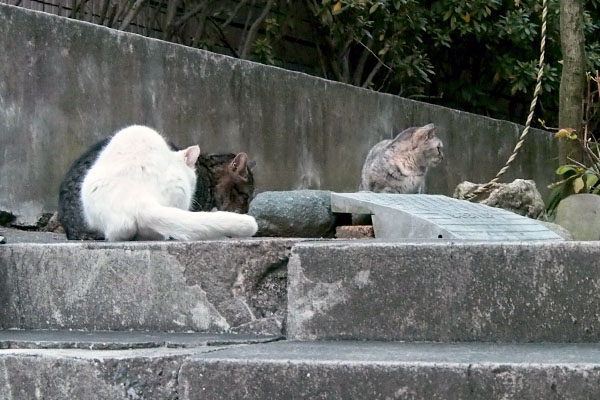 ３猫　タビゾンヌ離脱