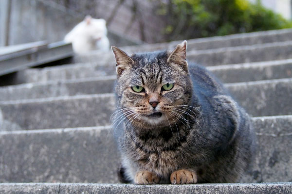 タビッツ牙が引っかかっている