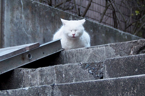 上で変な顔をしているハク