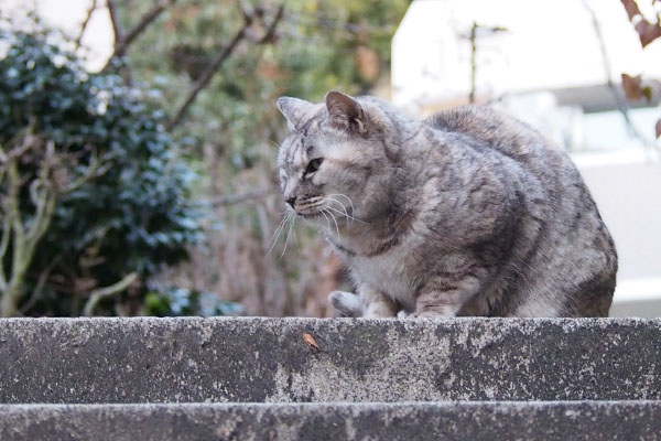 じっとハクを見ている銀