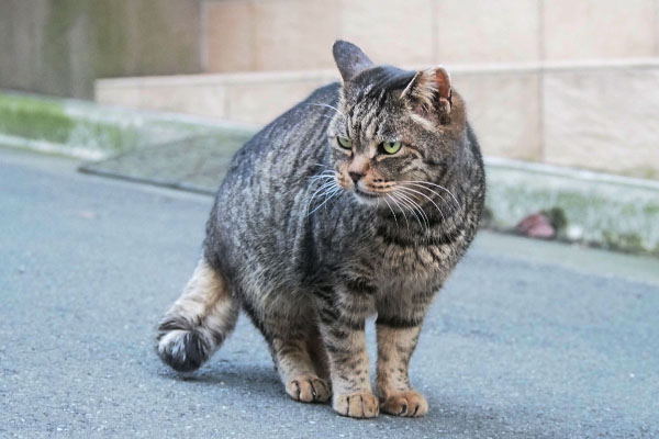 誘っても一緒に行かにゃいタビッツ