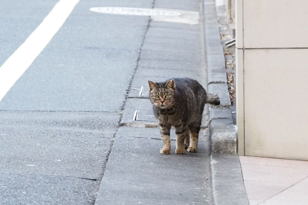 タビッツ戻ってきた