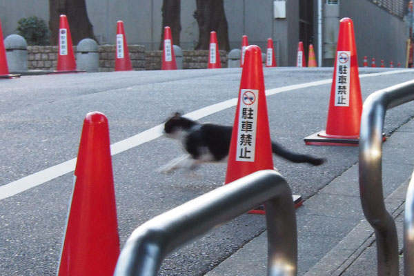 道路を横断するコズ