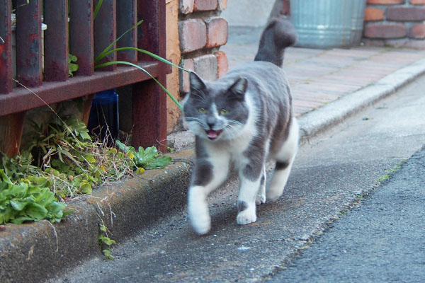 ニャーなちびにゃん