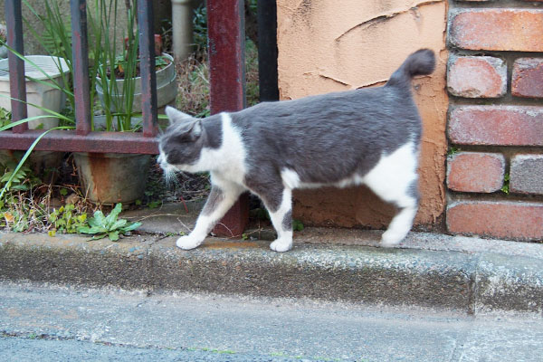 あら？なちびにゃん