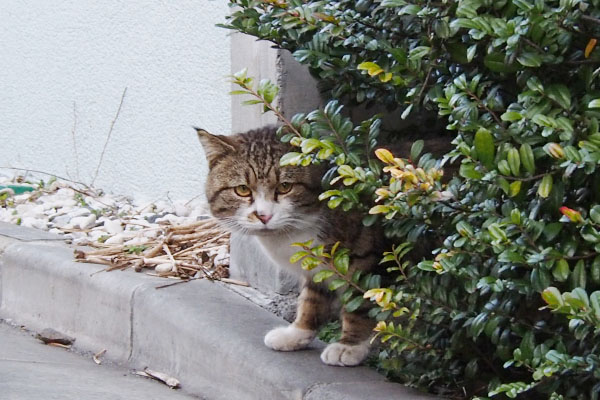 ジッと見るバッゾ