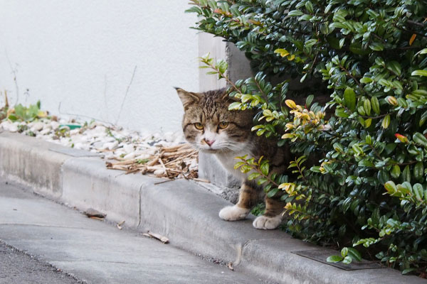 撮るヒトを見るバッゾ