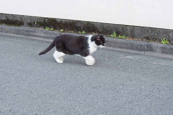 シュピピーンコテ