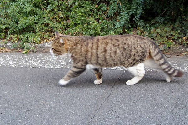 バッゾ道路に出て来た