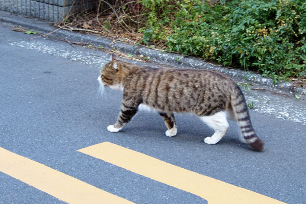 道路を斜めに歩くバッゾ