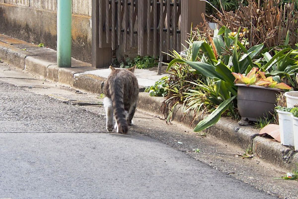 後ろ姿バッゾ石の並ぶ場所へ