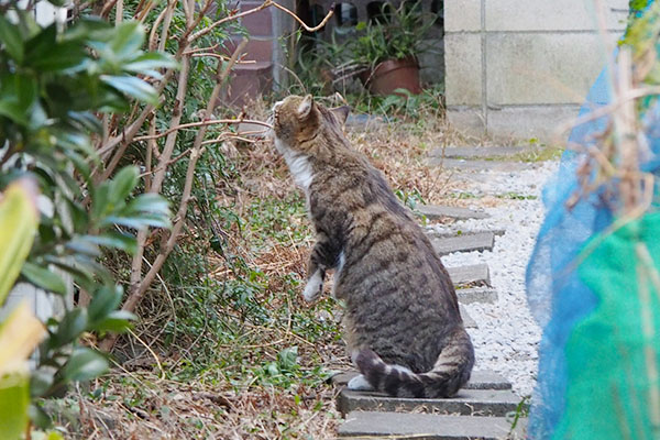 ミーアキャットバッゾ