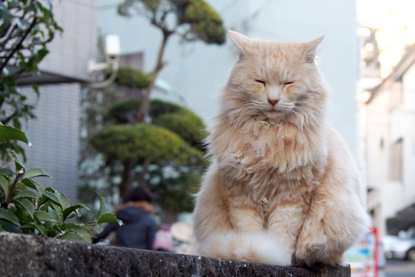 塀の上のナリコマ君