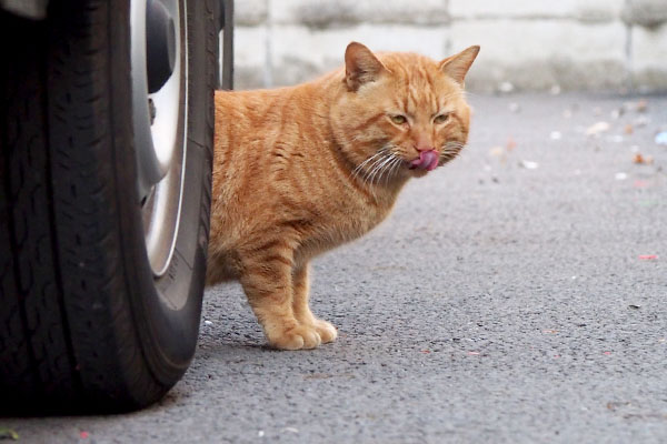 ごちにゃトト