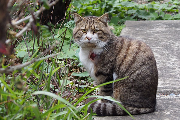 痛くなんかないのにゃバッゾ