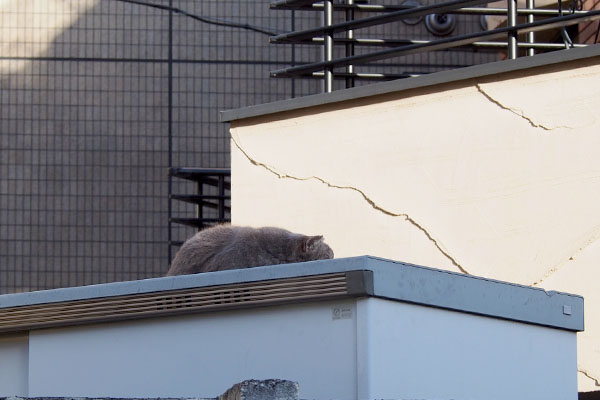 ひとりでお昼寝物置の上グリ