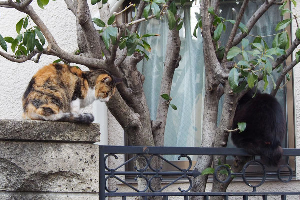 ハリマとオトワ塀の上