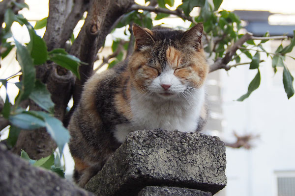 向きを変えたオトワ