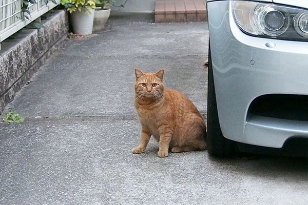 正面からアミもしかしてプレグナントキャット