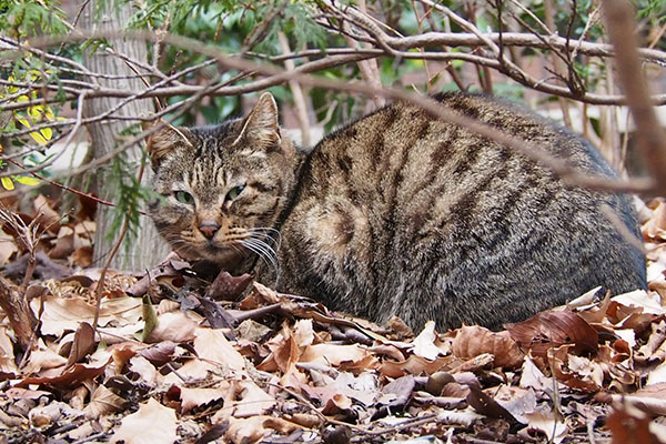 すぐ気が付くリュウリュウ