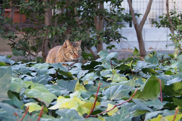 遠くにママ