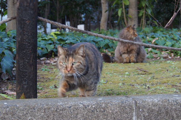 メレンゲの前を通過するママ