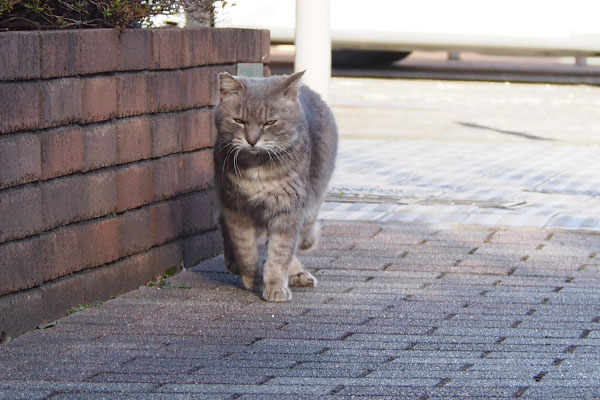 しつこいにゃーなグリ