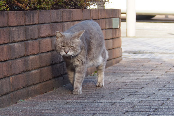 更に進むグリ