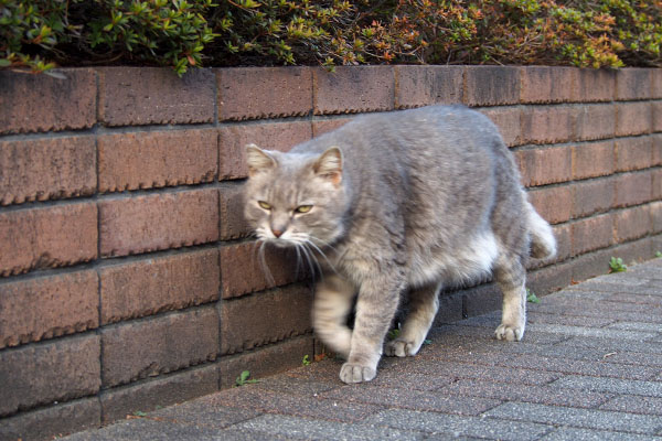 パパラッチあっちへ行けグリ