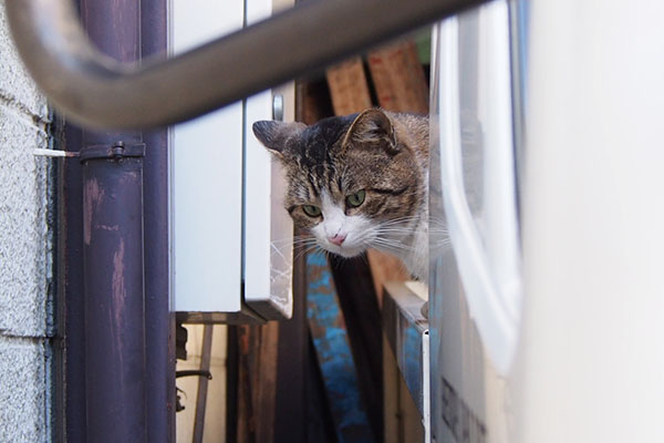 下が気になるレオ太