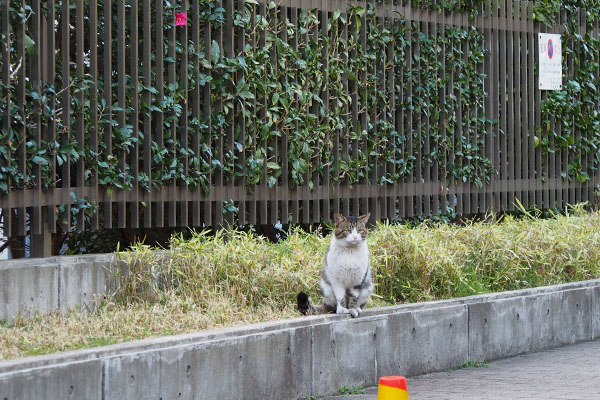 工場から少し離れてお座りレオ太