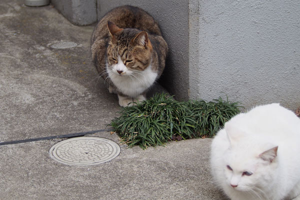 しれーっとしながらオヤツ待ち