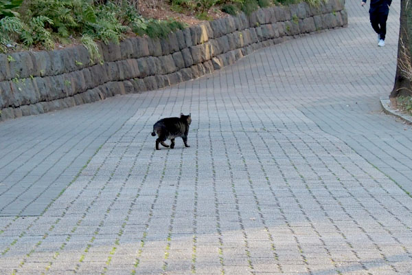 歩くきじとらさん１