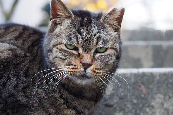 タビッツ宇宙猫風の目