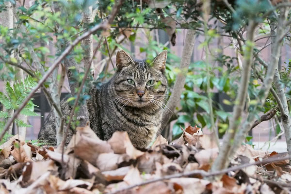 リュウリュウは丸い