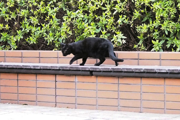 本物の黒猫クリル