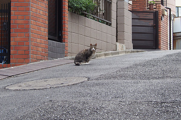 振り返るカイ