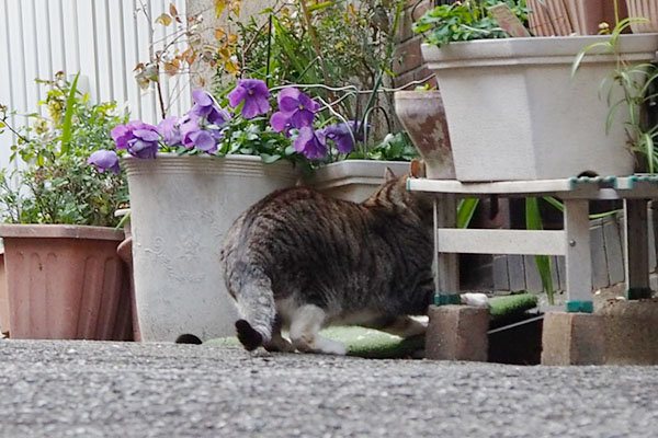 爪を研ぐカイ