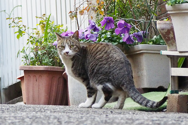 ジッと見るカイ