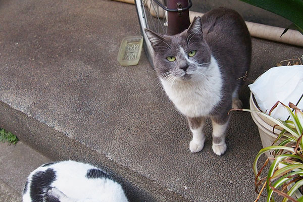 もっと食べたいちびにゃん