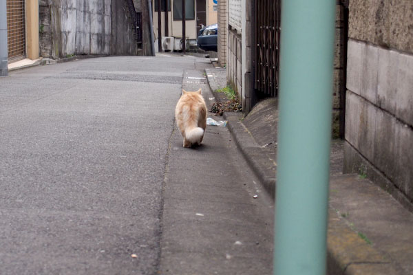 後ろ姿耳がかわいいナリコ